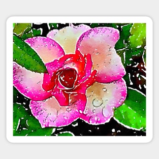 Little garden rose with dew drops Sticker